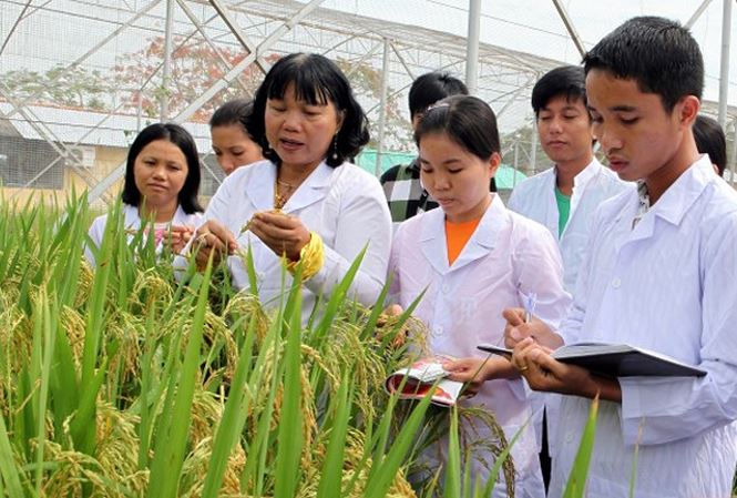  Hơn 6,7 triệu bảng Anh từ Quỹ Newton tài trợ cho chương trình nghiên cứu Lúa gạo bền vững giữa Vương quốc Anh, Việt Nam, Trung Quốc, Thái Lan, Philippines. Ảnh: vov1.vov.vn
