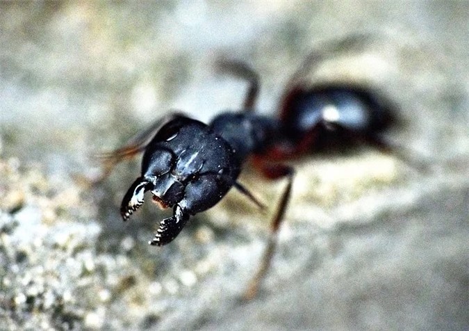 Loài kiến ăn gì?