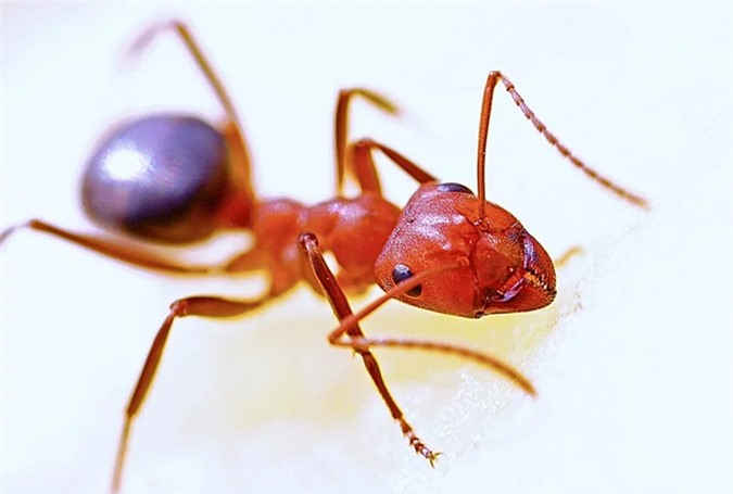 Loài kiến ăn gì?