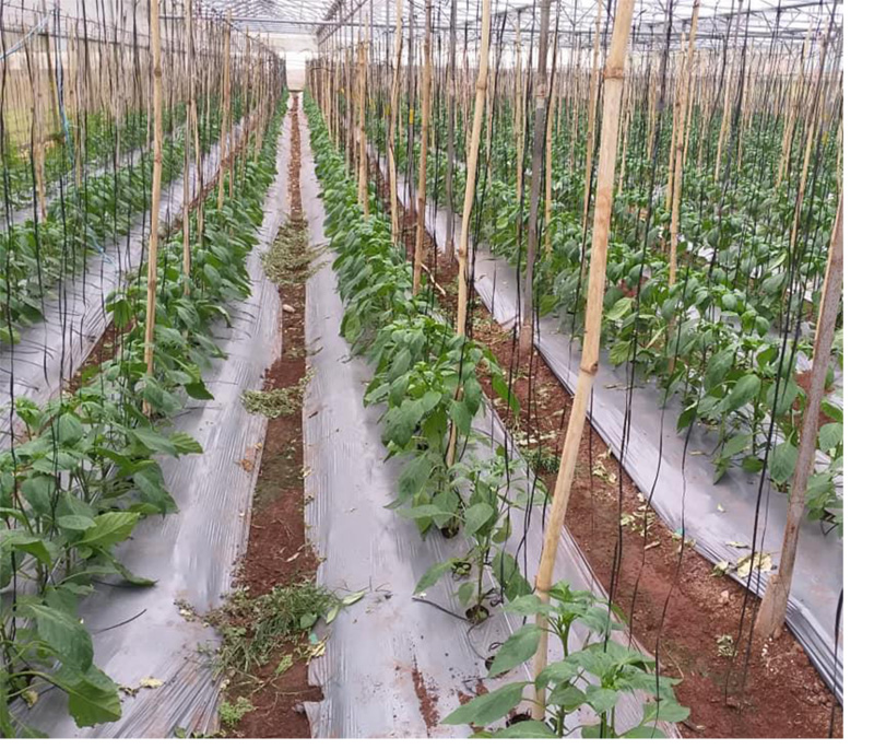 Thử nghiệm ozone lỏng trong trang trại trồng rau ở Lâm Đồng