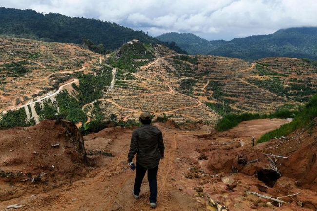 Đồn điền sầu riêng trên diện tích rừng trước đây ở Malaysia - Ảnh: AFP