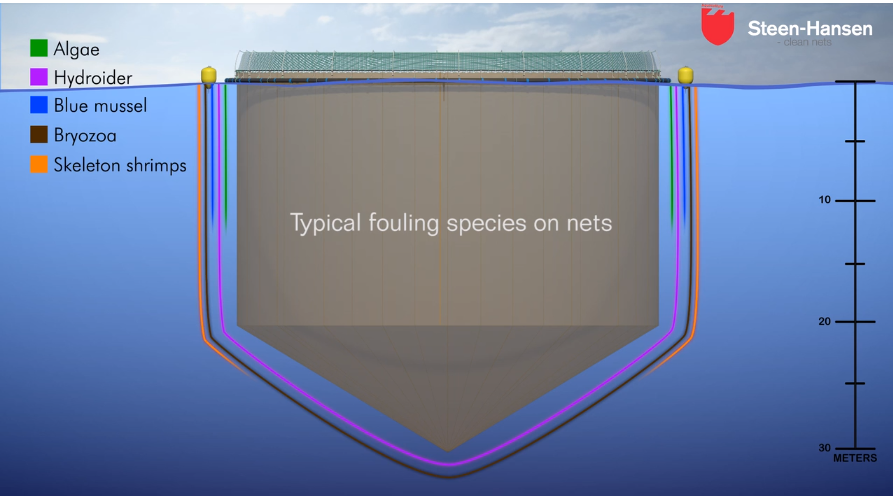 Các sinh vật gây bám bẩn lưới nuôi cá phổ biến: tảo, thủy tức, vẹm xanh, rêu, giáp xác. Ảnh: Steen-Hansen.  