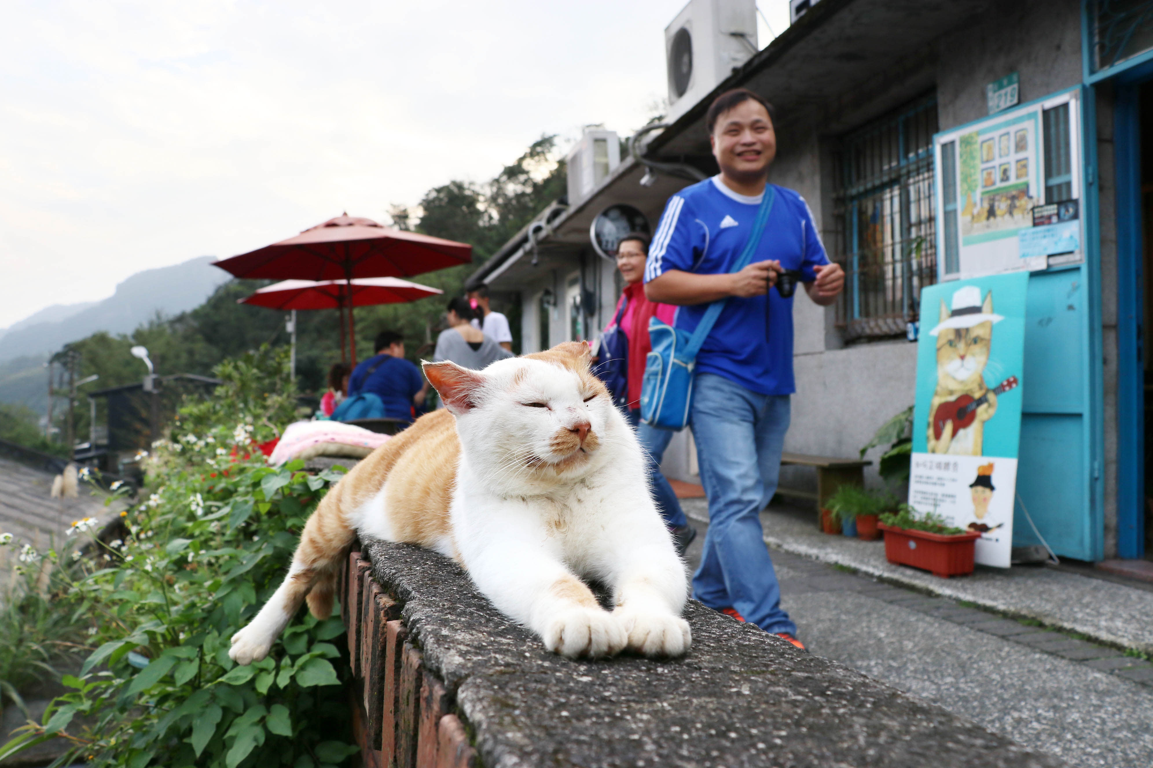 Những chú mèo đi lạc hoặc bị bỏ rơi đã vực dậy cả một thị trấn hoang vắng. Ảnh: Asia Nikkei Review.