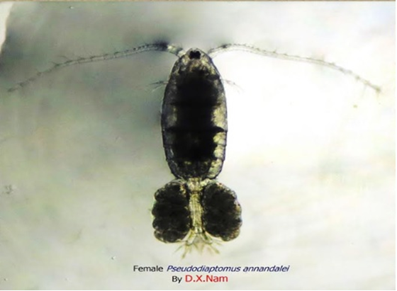 Giáp xác chân chèo Pseudodiaptomus annandalei được nhóm nghiên cứu theo dõi.