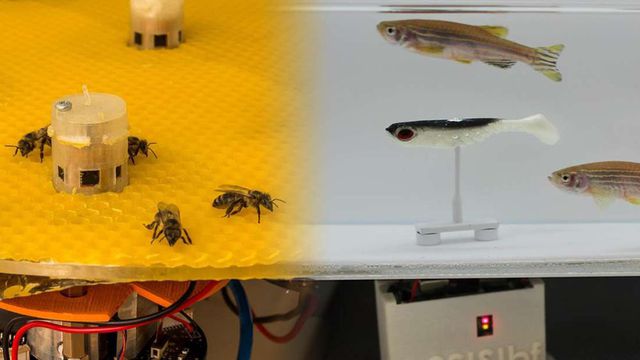 Các nhà khoa học vừa tìm ra phương pháp kết nối giao tiếp giữa cá và ong thông qua các robot đặc biệt.