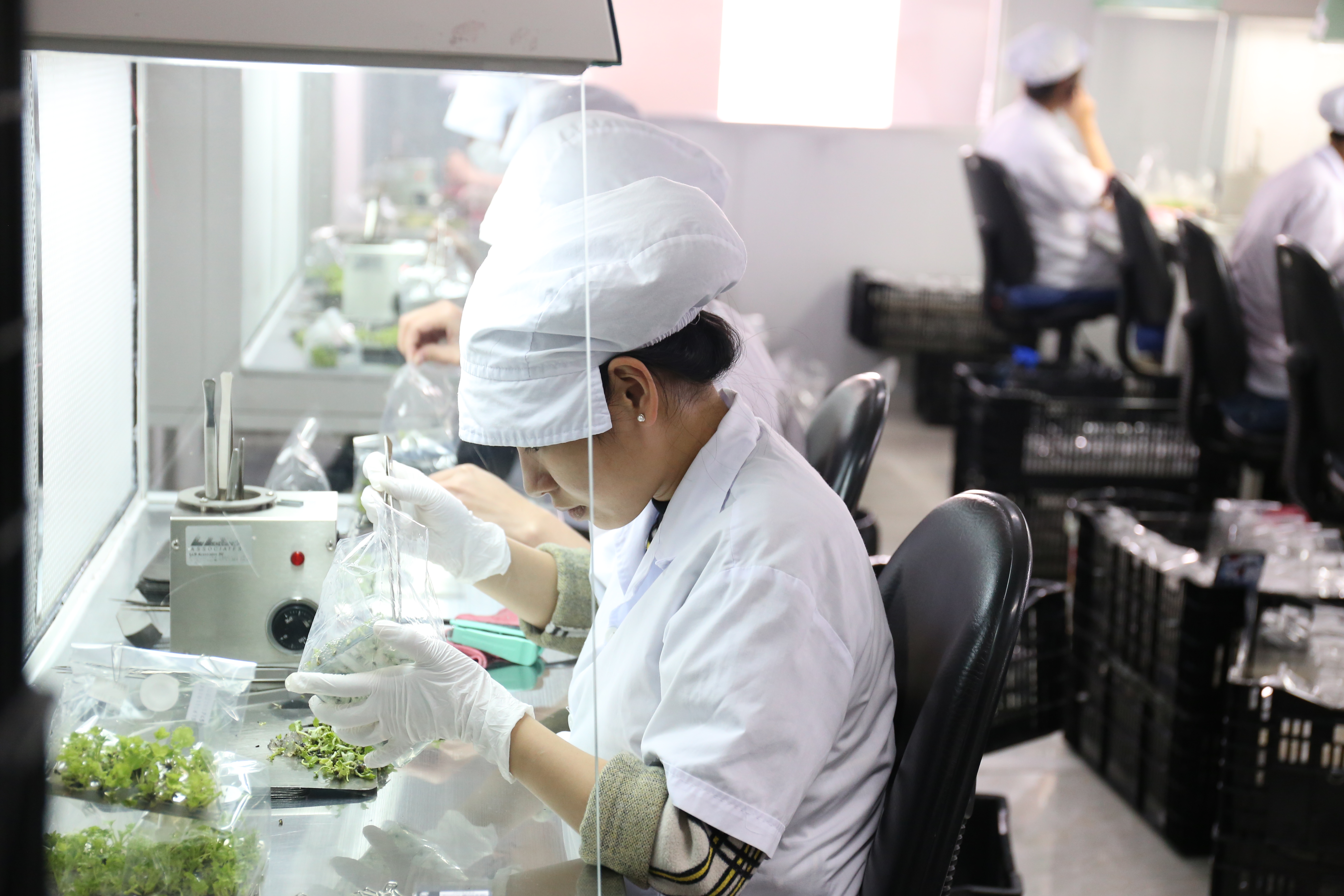 Công ty trách nhiệm hữu hạn công nghệ sinh học F1, một trong năm trung tâm nuôi cấy mô cho hoa salem và đồng tiền lớn nhất ở Đà Lạt. Ảnh: Hảo Linh