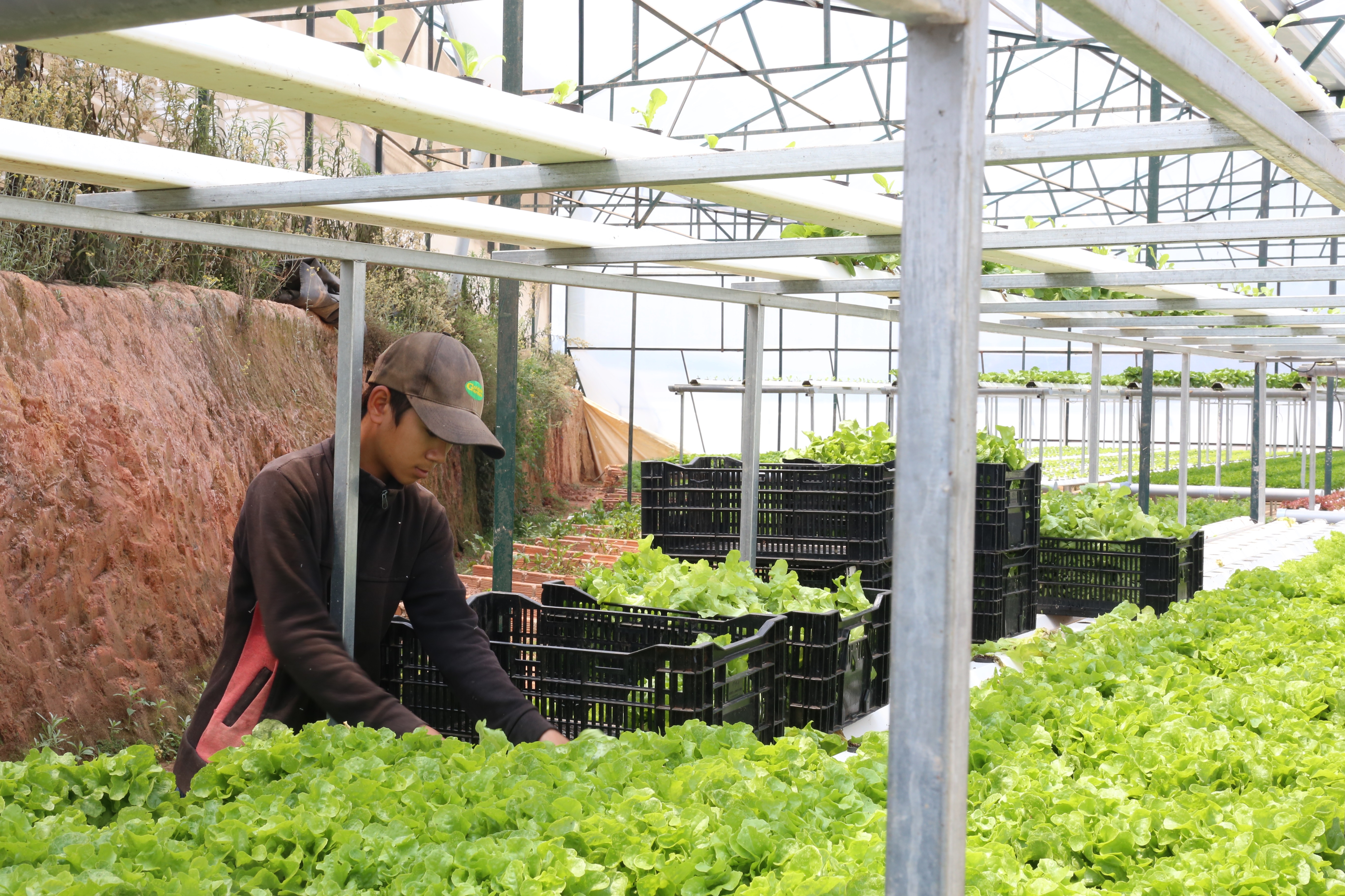 Kết quả điều tra nước ngầm giúp cho UBND tỉnh Lâm Đồng có kế hoạch phát triển nông nghiệp công nghệ cao hiệu quả hơn (Trong ảnh: Sản xuất rau ở doanh nghiệp Kim Bằng. Ảnh: Hảo Linh