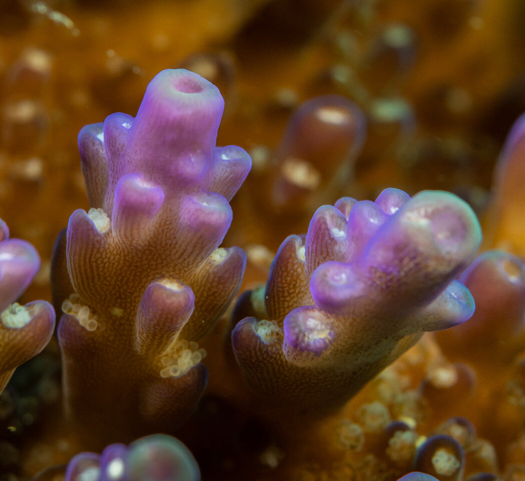 Corallicolid sống ký sinh trong cơ thể san hô. Ảnh: UBC