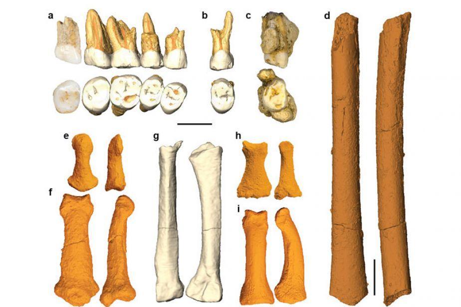 Xương hóa thạch của người Homo luzonensis. Ảnh: Nature