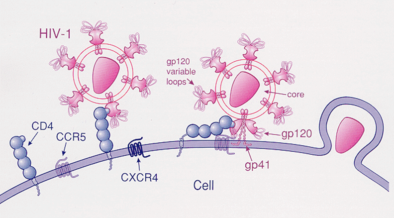 Nếu gây đột biến làm biến mất 1 cặp nucleotide 32 ở gene CCR5 thì HIV không thể xâm nhập vào tế bào.
