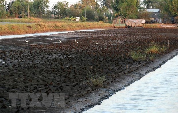 Nông dân xã Minh Thuận, huyện U Minh Thượng làm đất chuẩn bị thả nuôi vụ tôm nước lợ tránh hạn mặn. (Ảnh: Lê Sen/TTXVN)