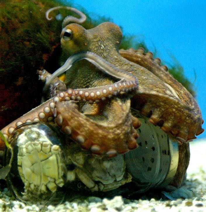 Một con bạch tuộc đang tìm cách mở chiếc lọ ra | Ảnh: Reuter