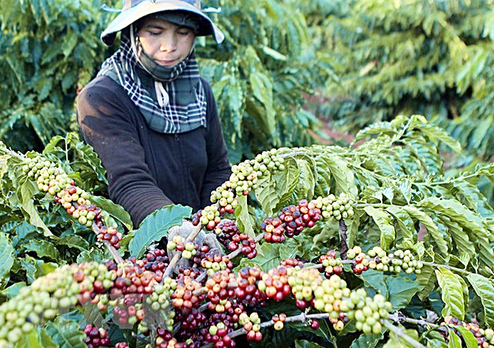 Cần quy hoạch tốt các diện tích trồng cà phê. Ảnh: nongsanvietnam.vn