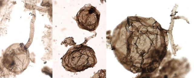 Hoá thạch của loại nấm lâu đời nhất trên Trái Đất vừa được phát hiện.