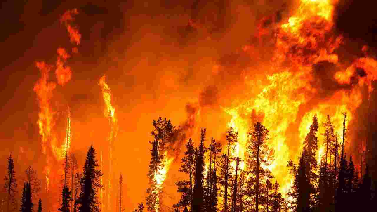 Nghiên cứu cháy rừng bằng cách… đốt rừng
