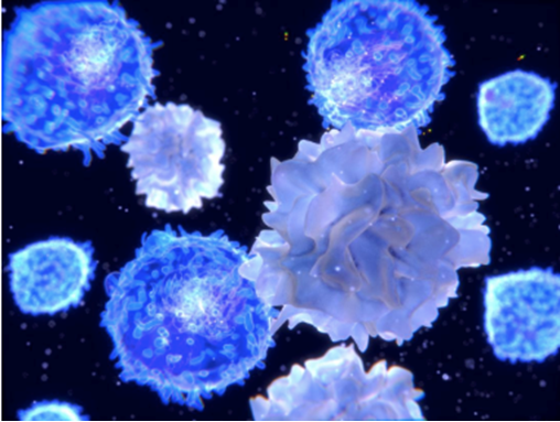 Tế bào giết tự nhiên Natural killer cell có thể nhận diện và tiêu diệt tế bào ung thư.