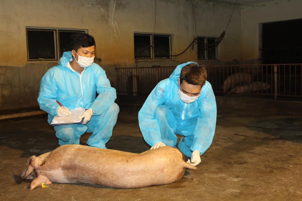Kiểm tra lợn mắc dịch tả châu Phi tại Thái Bình. Ảnh: Lê Văn Phan.