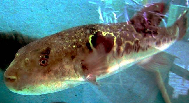 Chất độc thần kinh tetrodotoxin có trong nọc độc loài cá nóc có thể thay thế hiệu quả cho thuốc giảm đau opioid - Ảnh: Wikipedia Commons