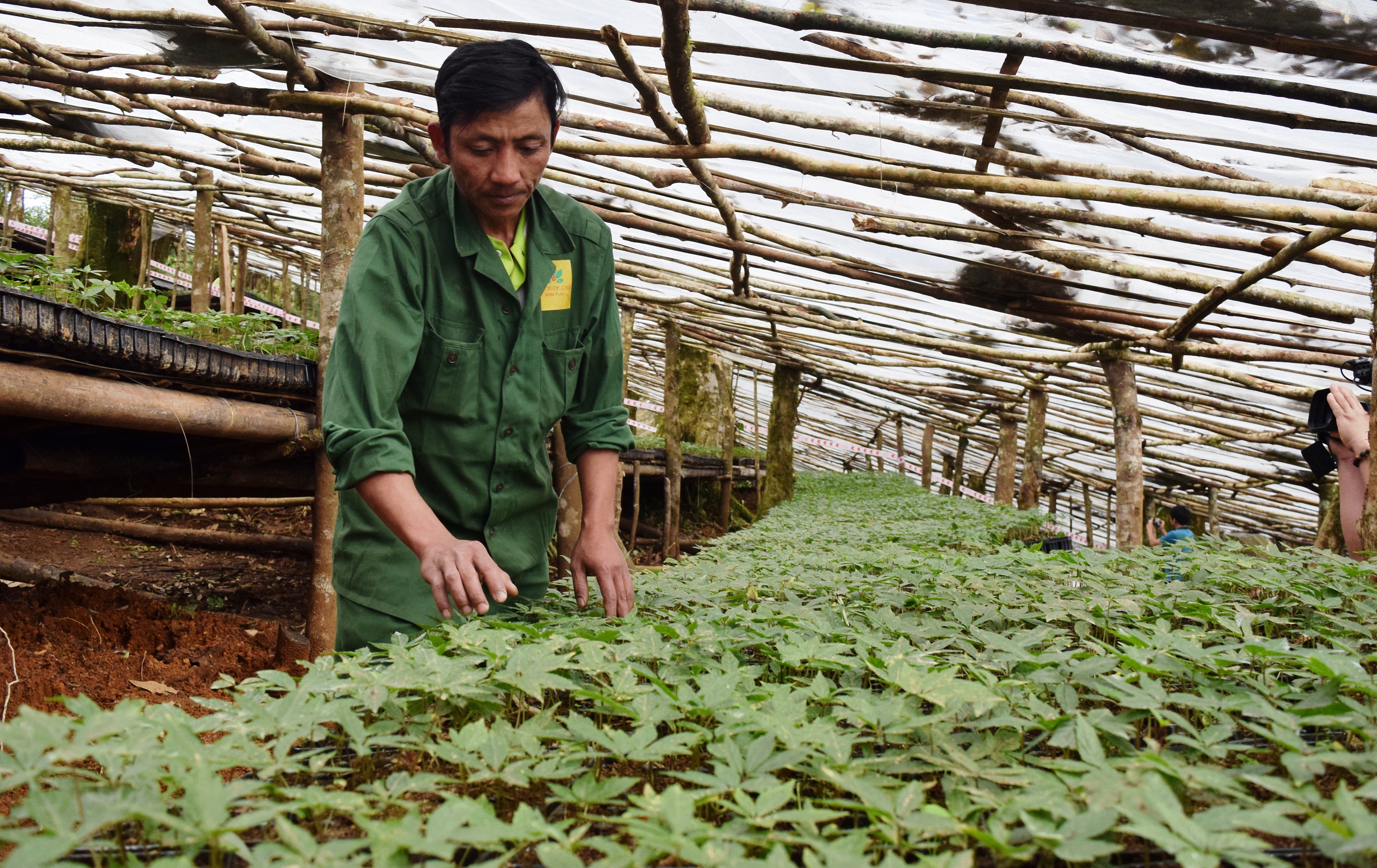 Công nhân chăm sóc vườn sâm giống của Công ty Cổ phần sâm Ngọc Linh Kon Tum tại huyện Tu Mơ Rông. Ảnh: VGP/Bạch Dương