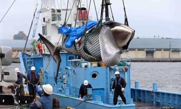 Một trong hai con cá voi vừa bị Nhật Bản bắt hôm 1.7 - Ảnh: Internet