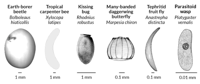 Kích thước trung bình của trứng bọ cánh cứng Đào Hang - cuối cùng bên phải - gấp khoảng 800 triệu lần quả trứng nhỏ nhất - cuối cùng bên trái - thuộc về loài ong bắp cày. Một phân tích về hàng ngàn trứng côn trùng cho thấy những quả trứng lớn hơn có xu hướng được chôn dưới đất hoặc giấu dưới lớp lá khô trong rừng, trong khi những quả nhỏ hơn được đẻ ra trong nước hoặc trong cơ thể động vật khác. Ảnh: S. H. Church Et Al/Biorxiv.org