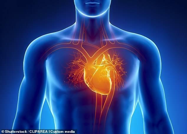 Dịch ngoài màng tim chứa đại thực bào (macrophage), tế bào miễn dịch giúp sửa chữa tim sau chấn thương và ngăn ngừa sẹo cơ tim - Ảnh: Shutterstock