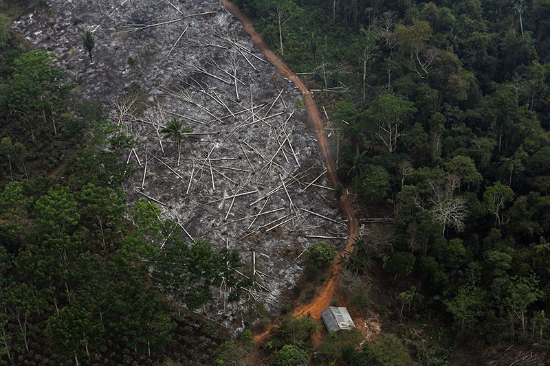 Nạn phá rừng ở Brazil ngày một gia tăng 