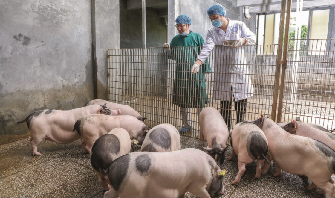 Trung Quốc đang dần trở thành trung tâm mới cho các nghiên cứu chỉnh sửa gene.  GS. Lai Liangxue (Lại Lương Học) từ Viện Y sinh và Y học Quảng Châu cũng đang thực hiện các nghiên cứu chỉnh sửa gene ở lợn với kỳ vọng giải quyết vấn đề nội tạng cấy ghép cho người. Nguồn: Science.