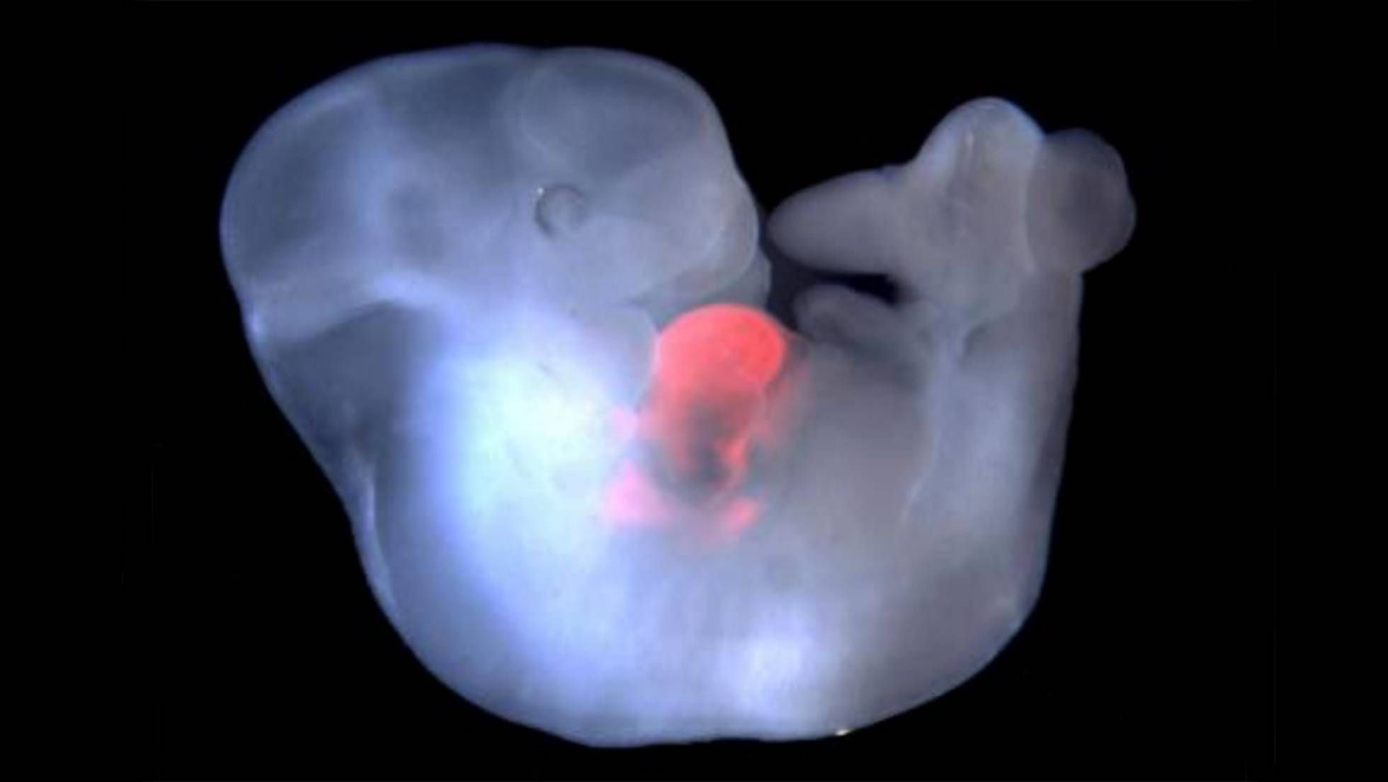Phôi chuột nhắt với tế bào chuột đồng được đưa vào tim. Nguồn: Salk Institute/ El País.
