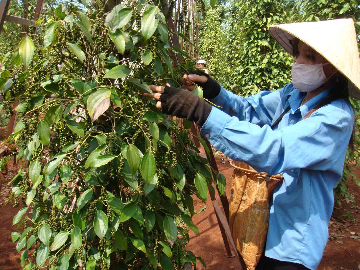 Nhiều người trồng hồ tiêu ở Gia Lai còn thờ ơ với thương hiệu hồ tiêu Chư Sê. Nguồn: Báo Gia Lai