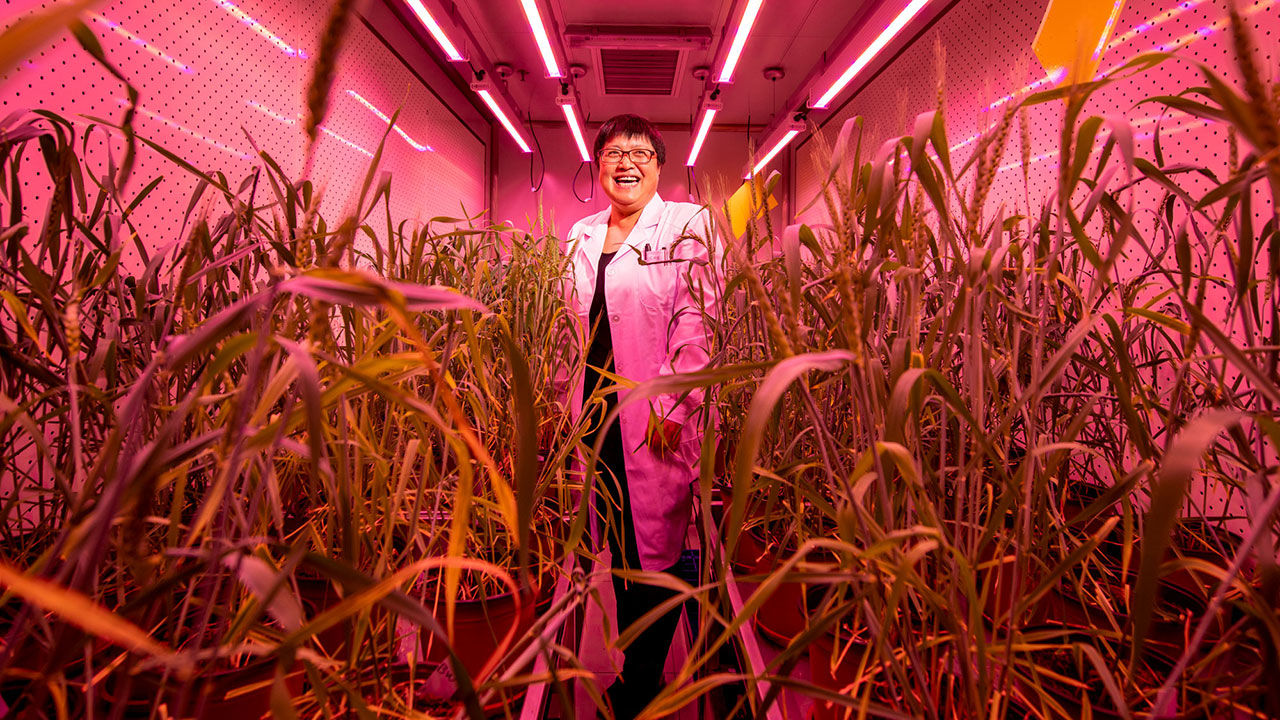 Trong số 52 công bố CRISPR về cải thiện tính trạng của cây trồng nông nghiệp, được xuất bản từ năm 2014 đến 2017, Trung Quốc chiếm 42% tổng số công bố. Trong ảnh: Nhà nghiên cứu Gao Caixia, ở Viện Hàn lâm Khoa học Trung Quốc, đứng bên cạnh những cây lúa mỳ được chỉnh sửa gene. Nguồn: sciencemag