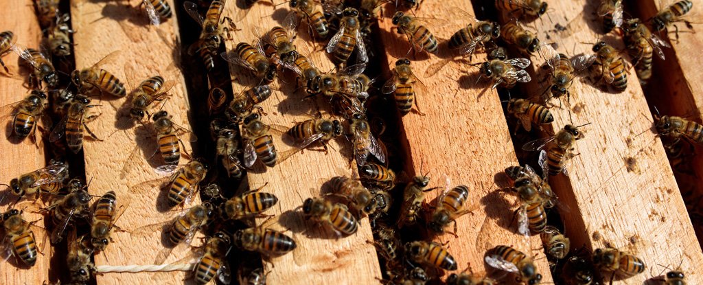 Tổ ong mật châu Âu tại Sao Roque, Brazil. Ảnh: Patricia Monteiro/ Bloomberg