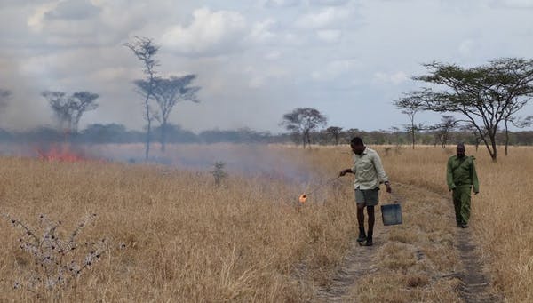 Một nhân viên kiểm lâm đốt "lửa có kiểm soát" ở vùng hệ sinh thái savanna Serengeti để kiểm soát sự phát triển của bụi cây | Ảnh: Colin Beale