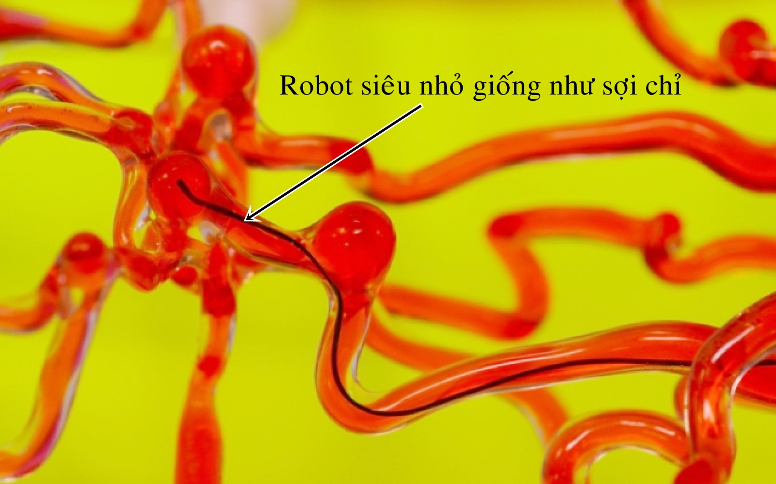 Robot di chuyển trong mô hình mạch máu não. Ảnh: MIT.