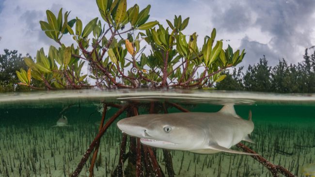 Ảnh: Loài cá mập chanh (Negaprion brevirostris) sống chủ yếu ở các rừng ngập mặn, vùng vịnh và rặng san hô. (Nguồn: Shutterstock)