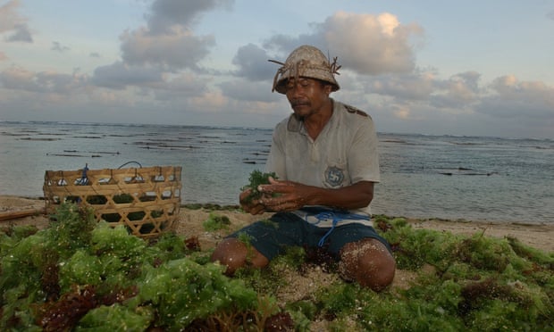 Một người nông dân trồng rong biển ở Bali, Indonesia. Ảnh: Suzanne Plunkett/AP.