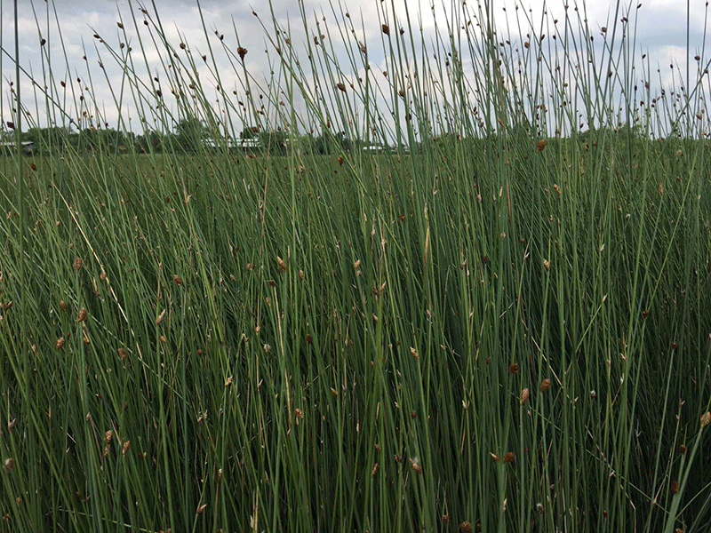Cây cỏ bàng mọc nhiều ở vùng đồng bằng sông Cửu Long