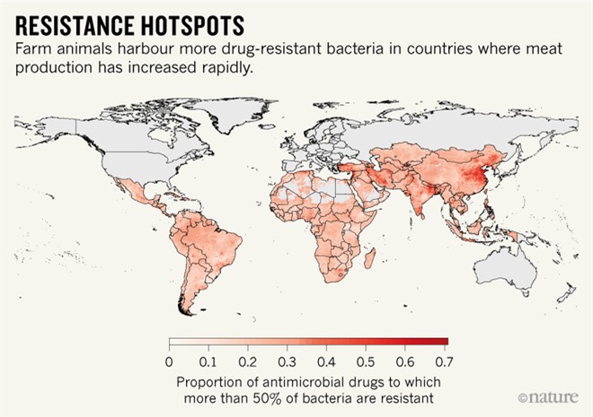 Báo động đỏ tình trạng kháng kháng sinh trên động vật ở Ấn Độ và Trung Quốc - Ảnh 2.