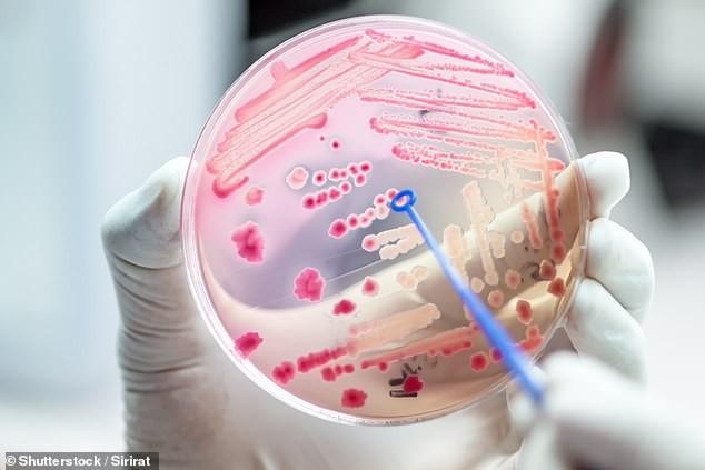 Nhiễm trùng kháng kháng sinh giết chết khoảng 23.000 người Mỹ mỗi năm và nhiều loài vi khuẩn kháng được tất cả các loại thuốc - Ảnh : Shutterstock