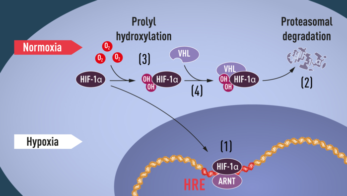Khi lượng oxy thấp (thiếu oxy), HIF-1α được bảo vệ khỏi sự thoái biến và dồn vào trong nhân, nơi nó liên kết với ARNT và liên kết với các chuỗi DNA cụ thể (HRE) trong các gene (1).   Ở mức oxy bình thường, HIF-1α thoái biến nhanh chóng bởi proteasome (2).  Oxy điều chỉnh quá trình thoái biến bằng cách thêm các nhóm hydroxyl (OH) vào HIF-1α (3).   Protein VHL sau đó có thể nhận thấy và tạo thành một phức hợp với HIF-1α dẫn đến sự thoái biến của nó tùy thuộc vào lượng oxy (4). Ảnh: Courtesy Karolinska Institute.