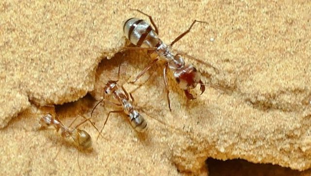 Hình ảnh loài kiến bạc Saharan.