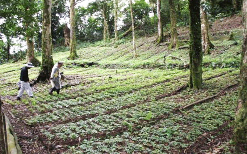 Sâm được trồng dưới tán rừng ở núi Ngọc Linh