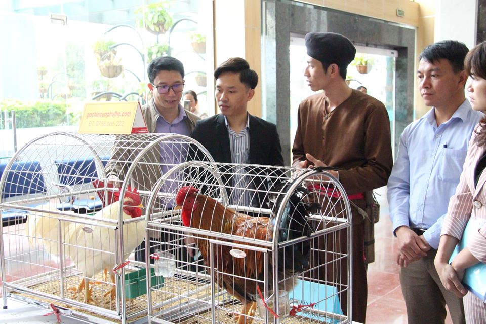Mô hình chọn tạo giống và cung cấp Gà 9 cựa tại Tân Sơn được giới thiệu tại Impact Techfest 2019
