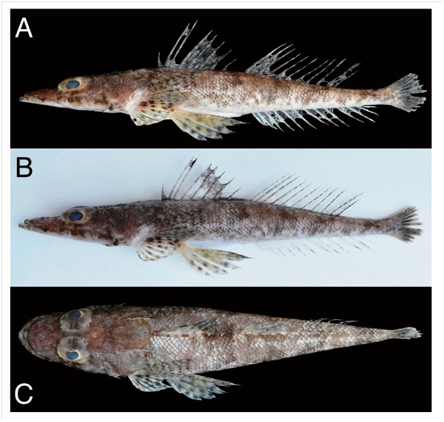 Hình thái ngoài của cá Chai núm nhỏ (Thysanophrys papillaris): A và B – mặt bên, C - mặt lưng.