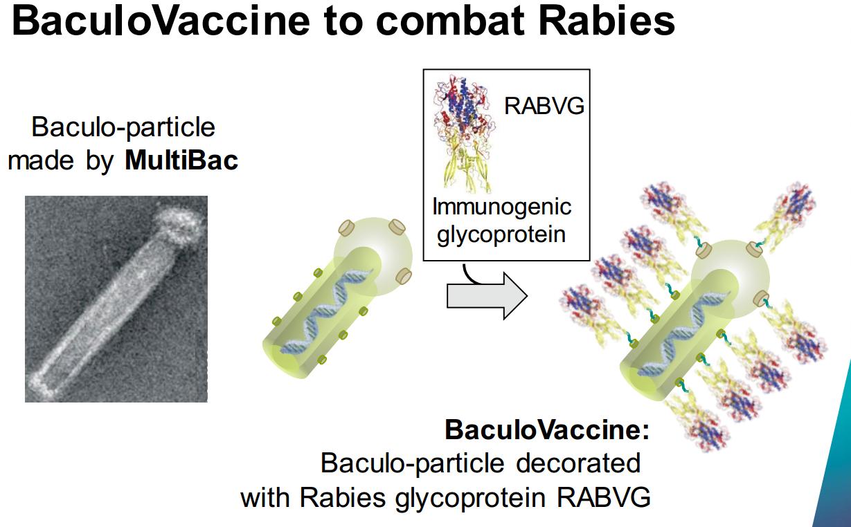 Những hạt Baculo có glycoprotein của bệnh dại được sử dụng làm vaccine phòng dại. 