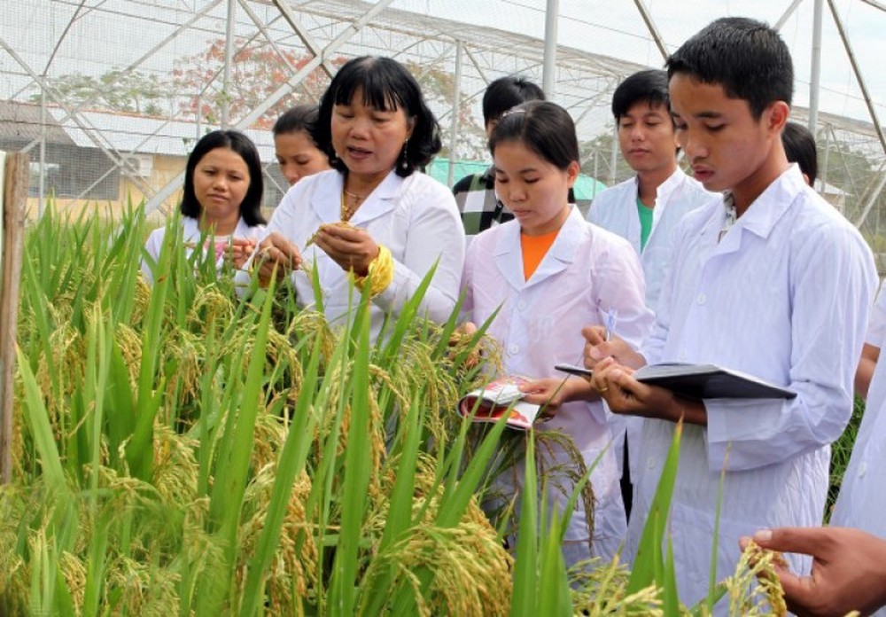 Cán bộ Viện lúa Đồng bằng sông Cửu Long, một đơn vị KHCN công lập được đánh giá có nhiều kết quả nghiên cứu ứng dụng trong thực tiễn.