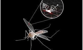 Mô hình muỗi trên máy tính được sử dụng trong các công trình nghiên cứu - Ảnh: Mor Taub