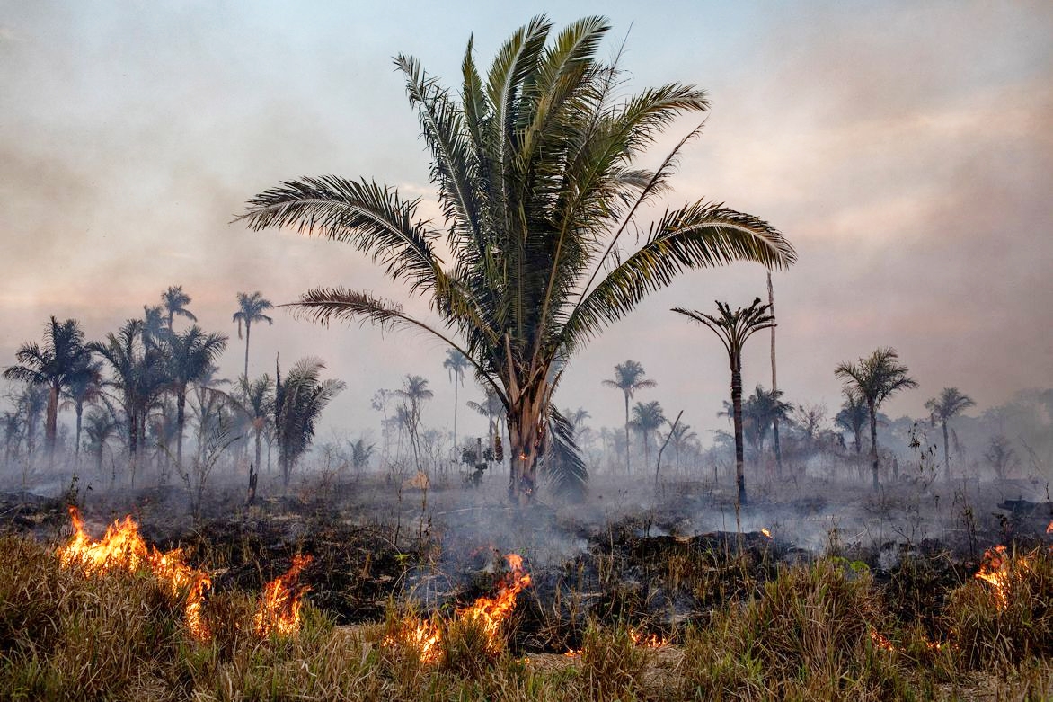 Nhiều khu vực rừng nhiệt đới Amazon của Brazil bị đốt cháy để chăn thả gia súc. Ảnh: Nature.