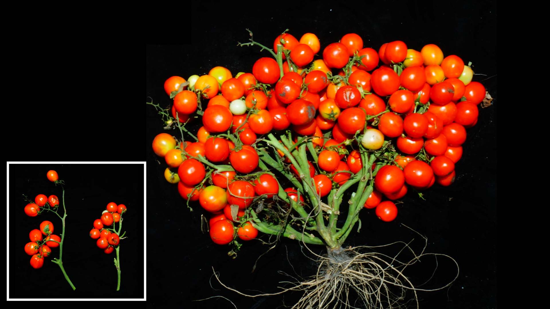 Loại cà chua chỉnh sửa gene có ngoại hình giống như cây bụi và cho quả sai như chùm nho. Ảnh: CSHL.
