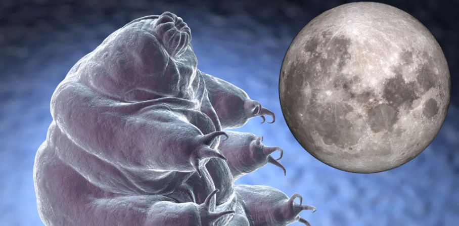 Các sinh vât Trái đất như tardigrades (Gấu nước) đã được bí mật đưa lên mặt trăng